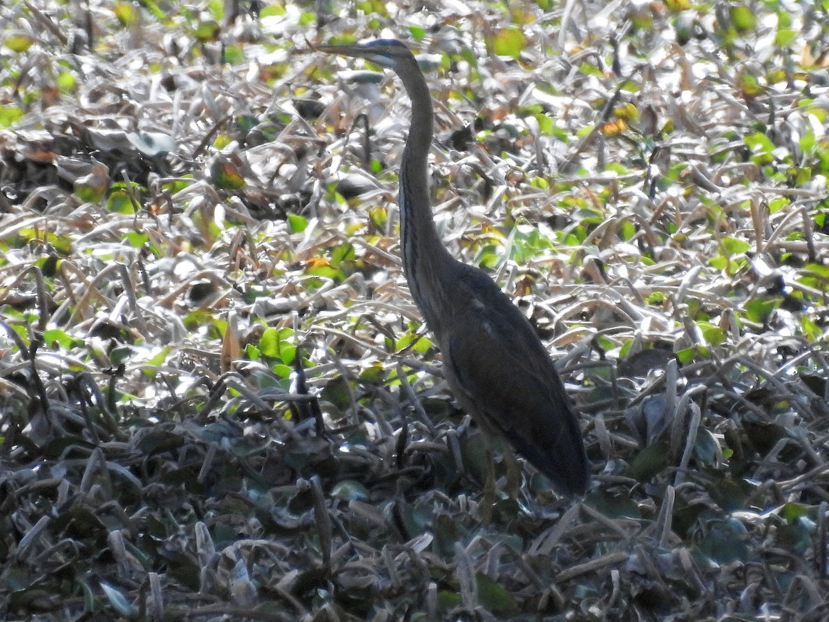 Garza Imperial - ML54869781