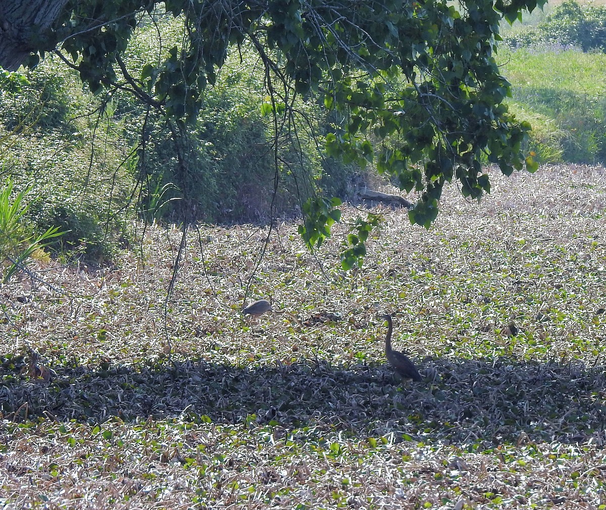 Purple Heron - ML54869851