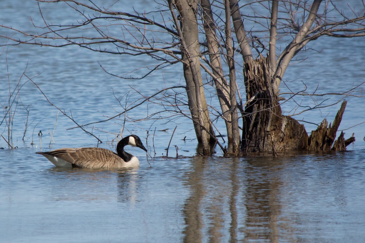 Canada Goose - ML54869901