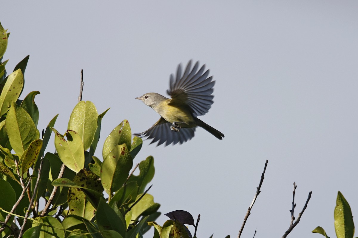 Puerto Rican Vireo - ML548699581