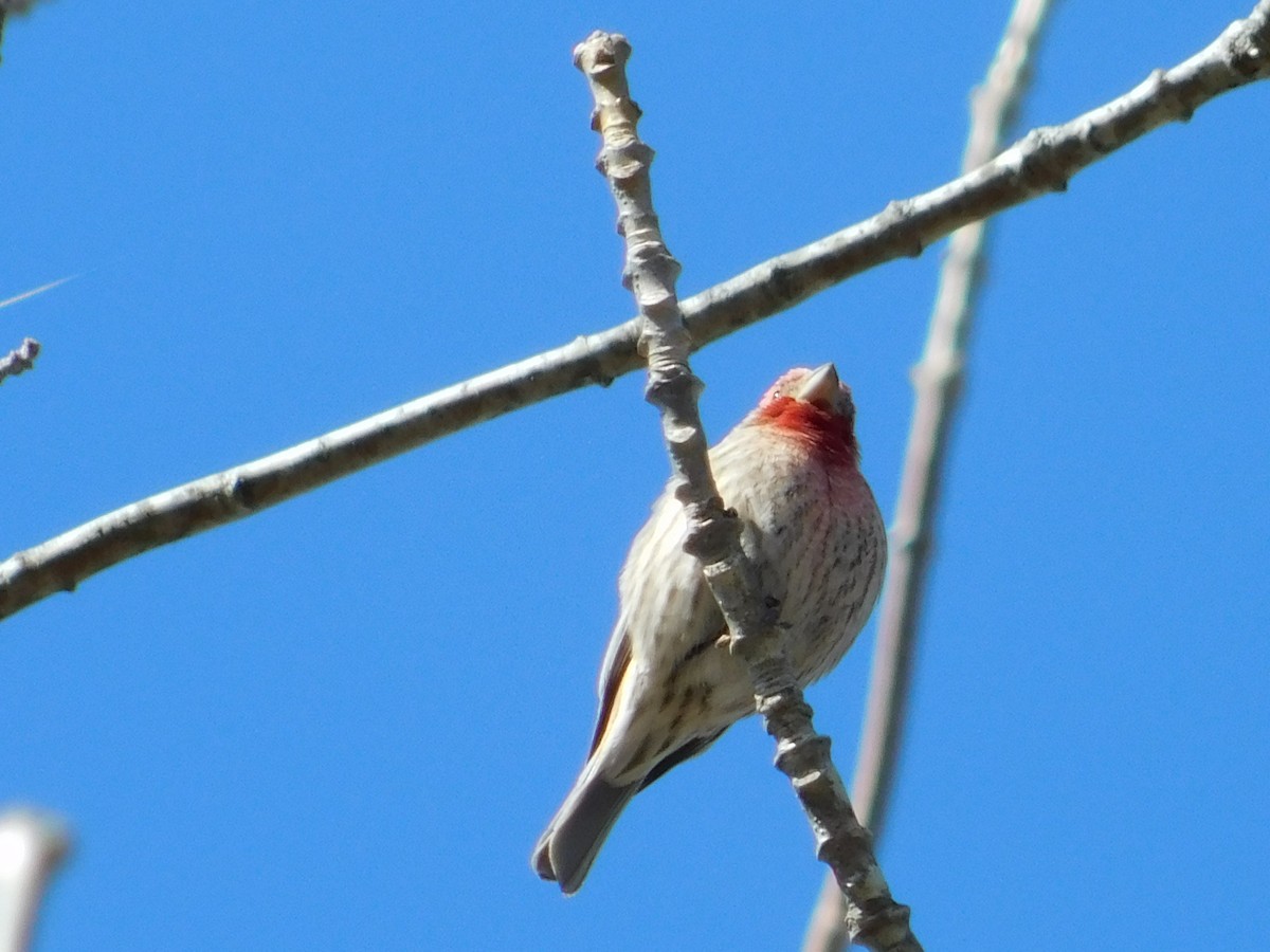 House Finch - ML54869961