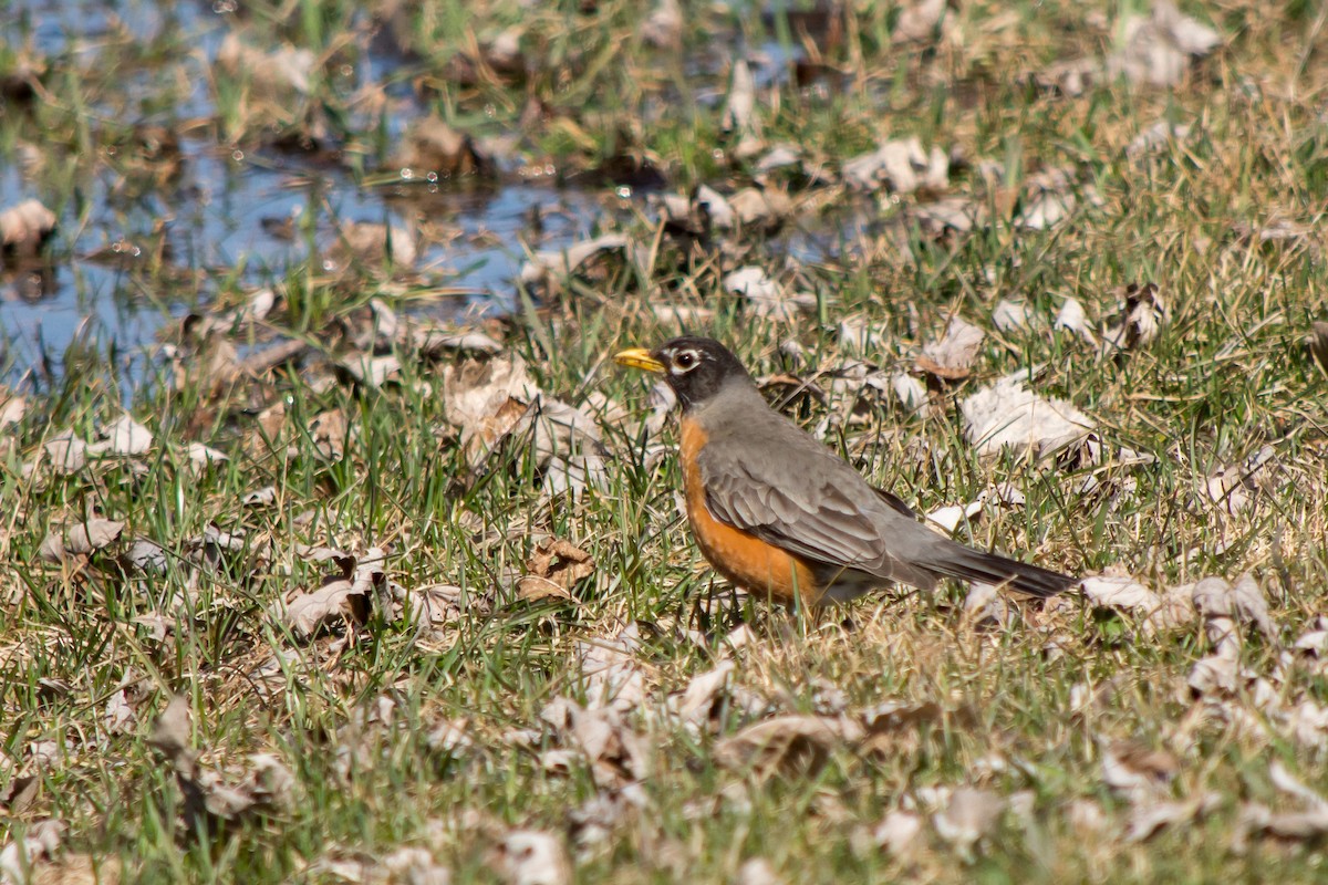 American Robin - ML54869971