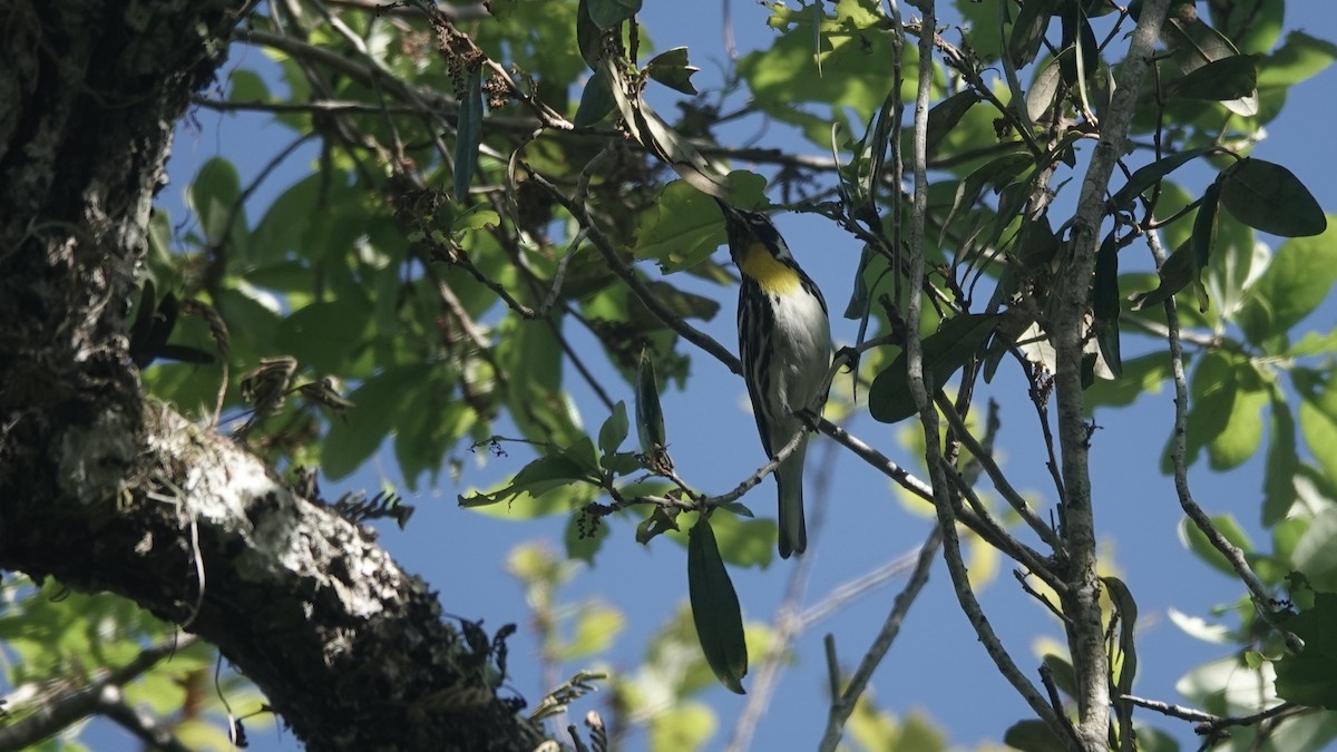 Yellow-throated Warbler - Barry Day