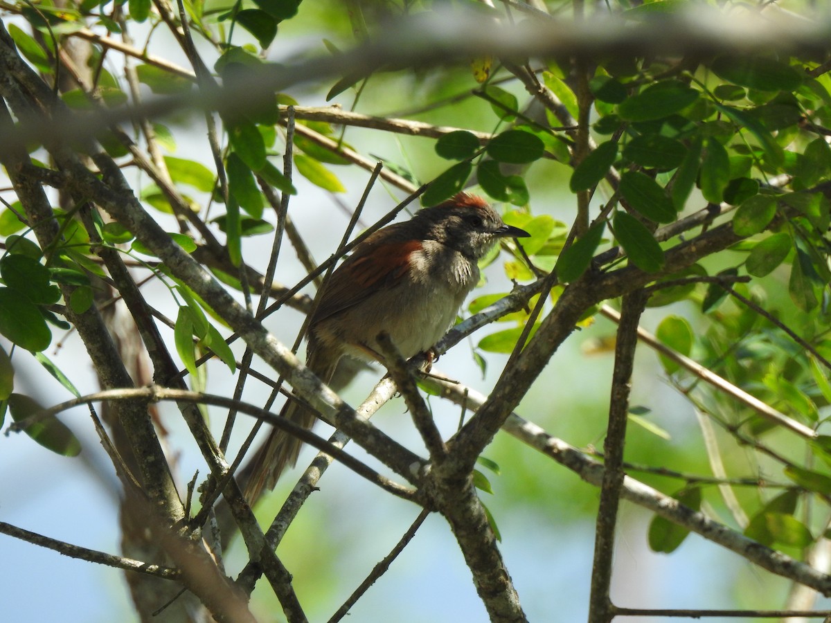 Pale-breasted Spinetail - ML548699981