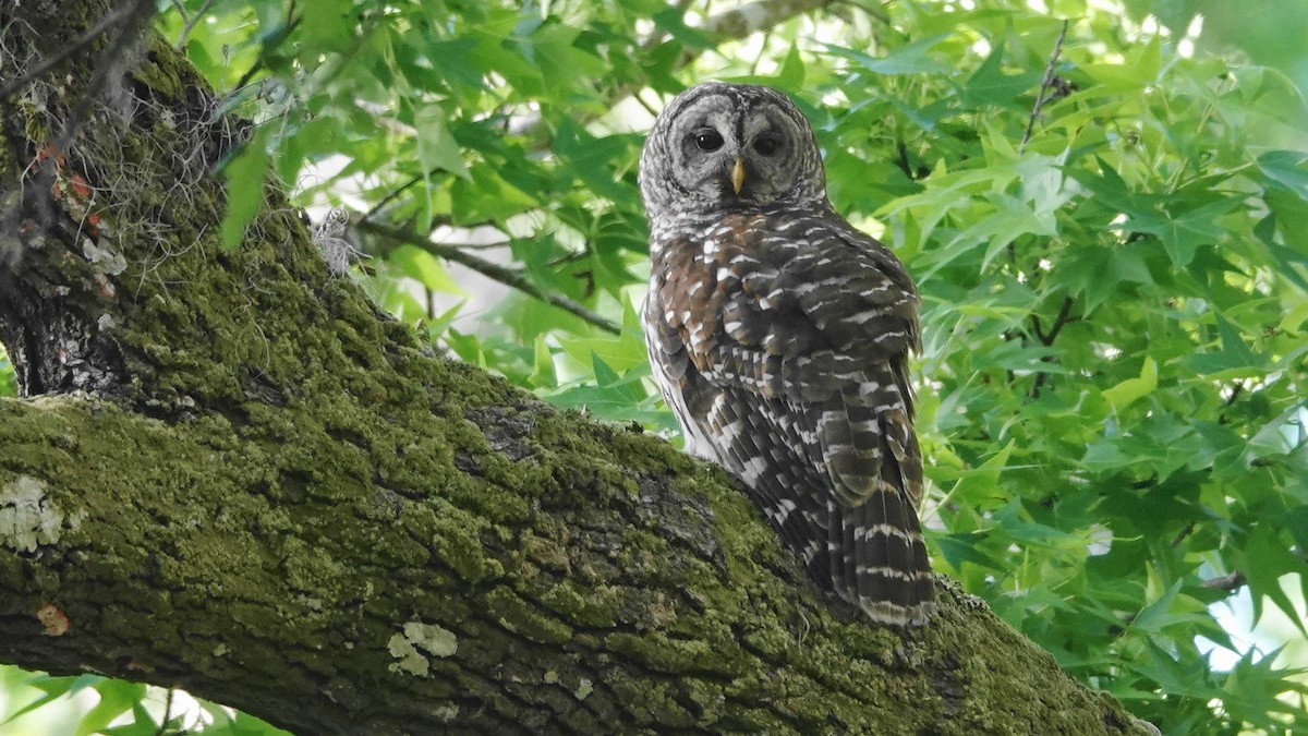 Barred Owl - Barry Day
