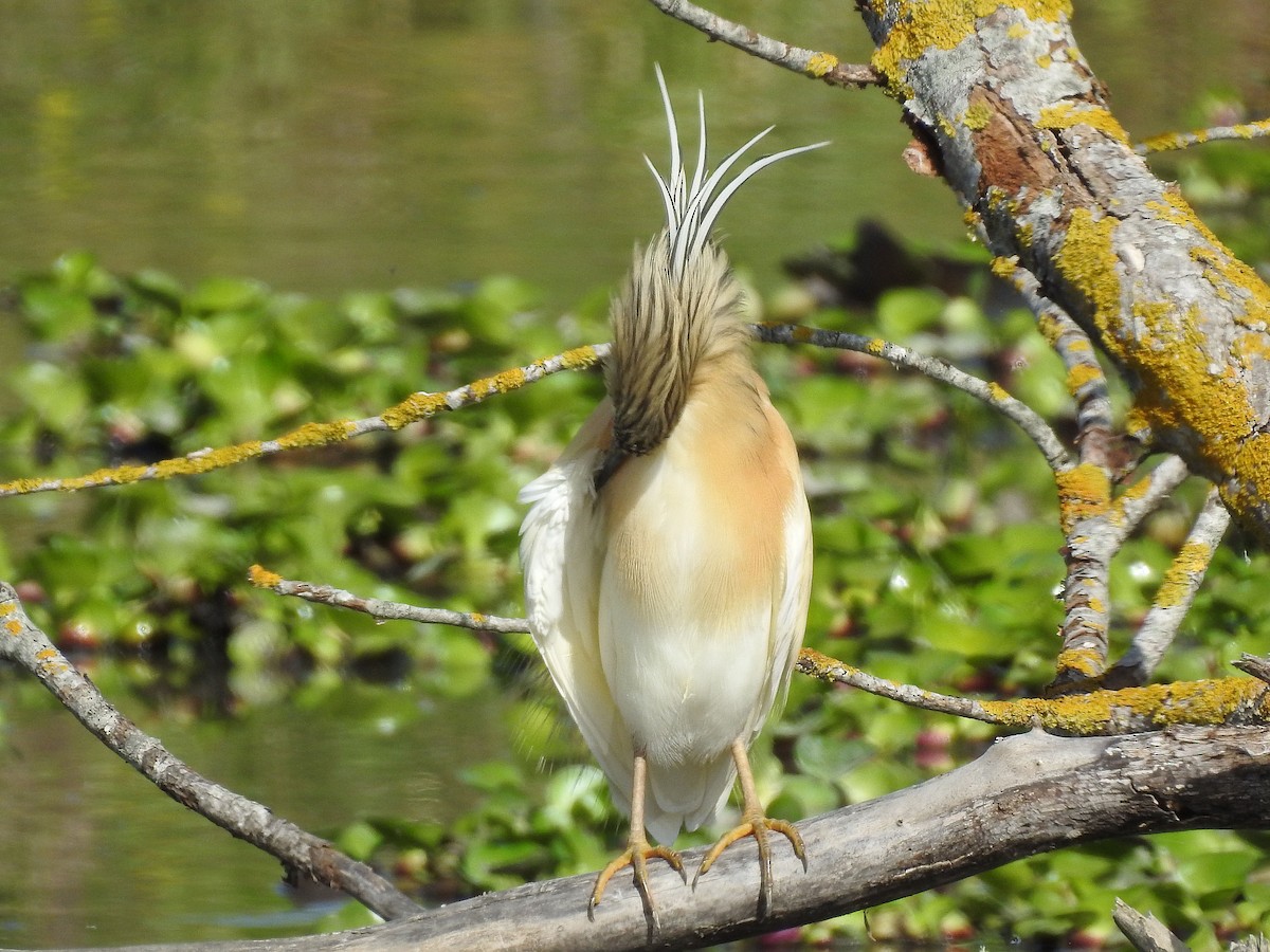 Squacco Heron - ML54870171