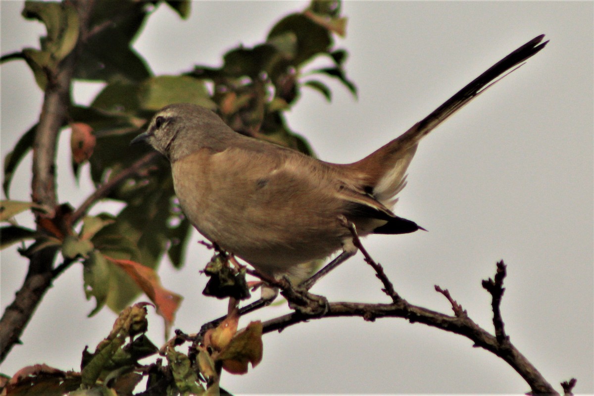 White-banded Mockingbird - ML54870211