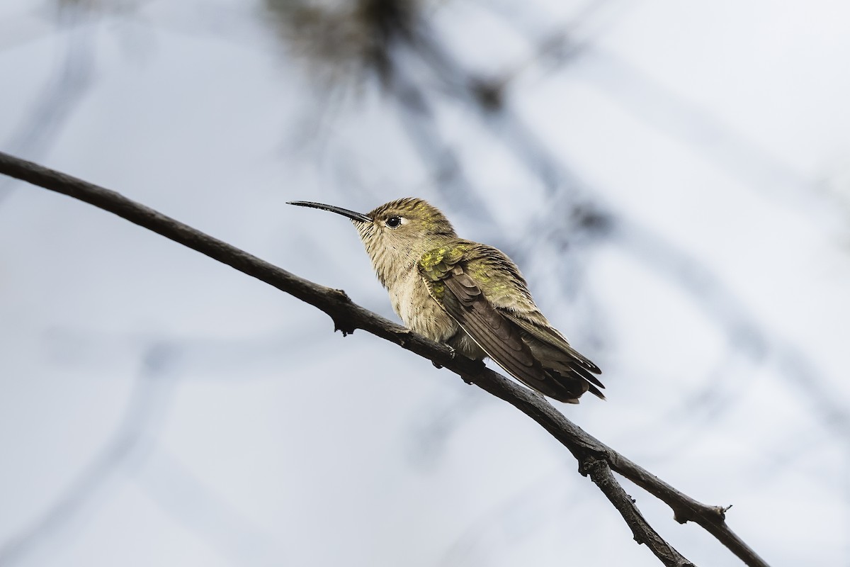 Tumbes Hummingbird - Stefan Hirsch