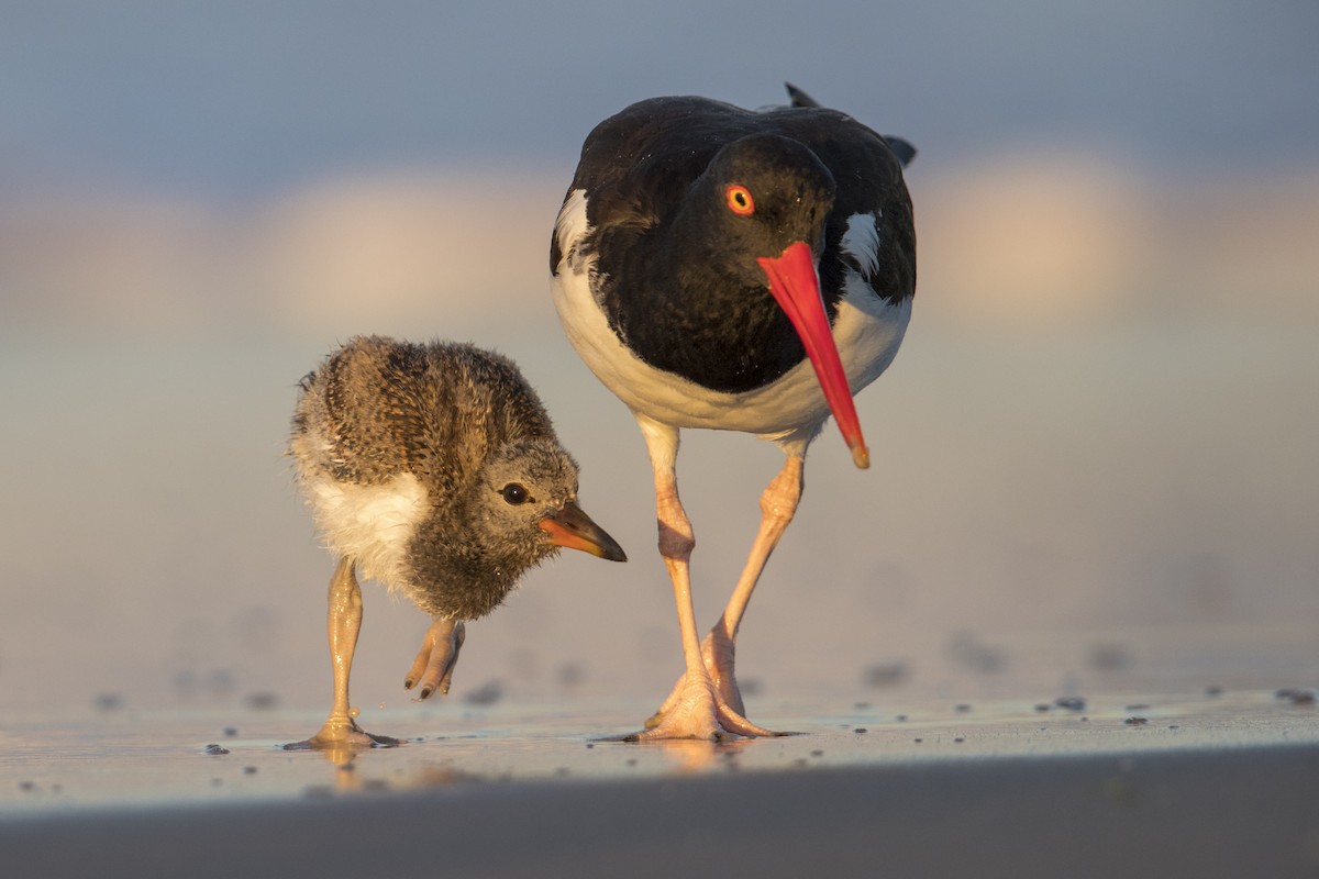 American Oystercatcher - Michael Stubblefield