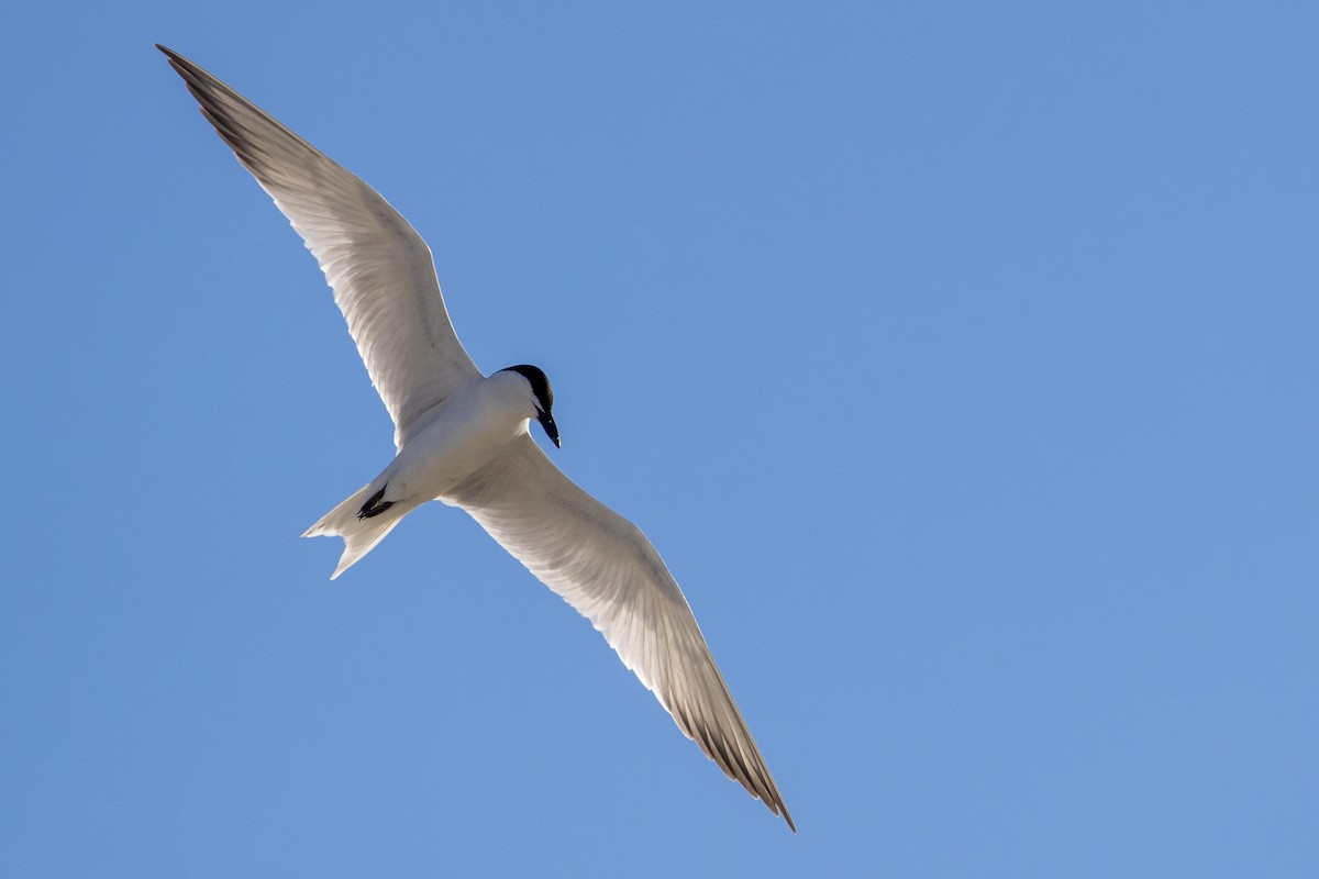 Gull-billed Tern - Michael Stubblefield