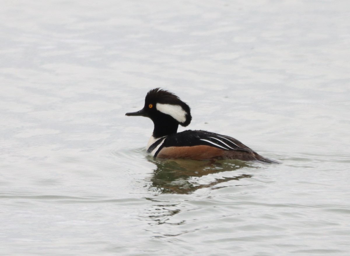 Hooded Merganser - Daniel Laforce