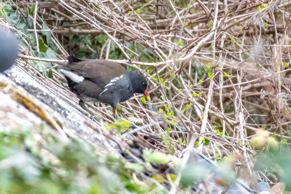Eurasian Moorhen - ML548704101