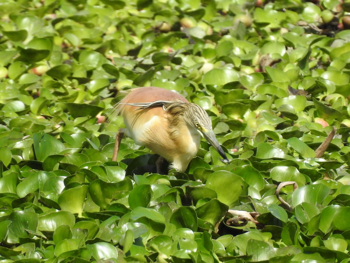 Squacco Heron - ML54870411