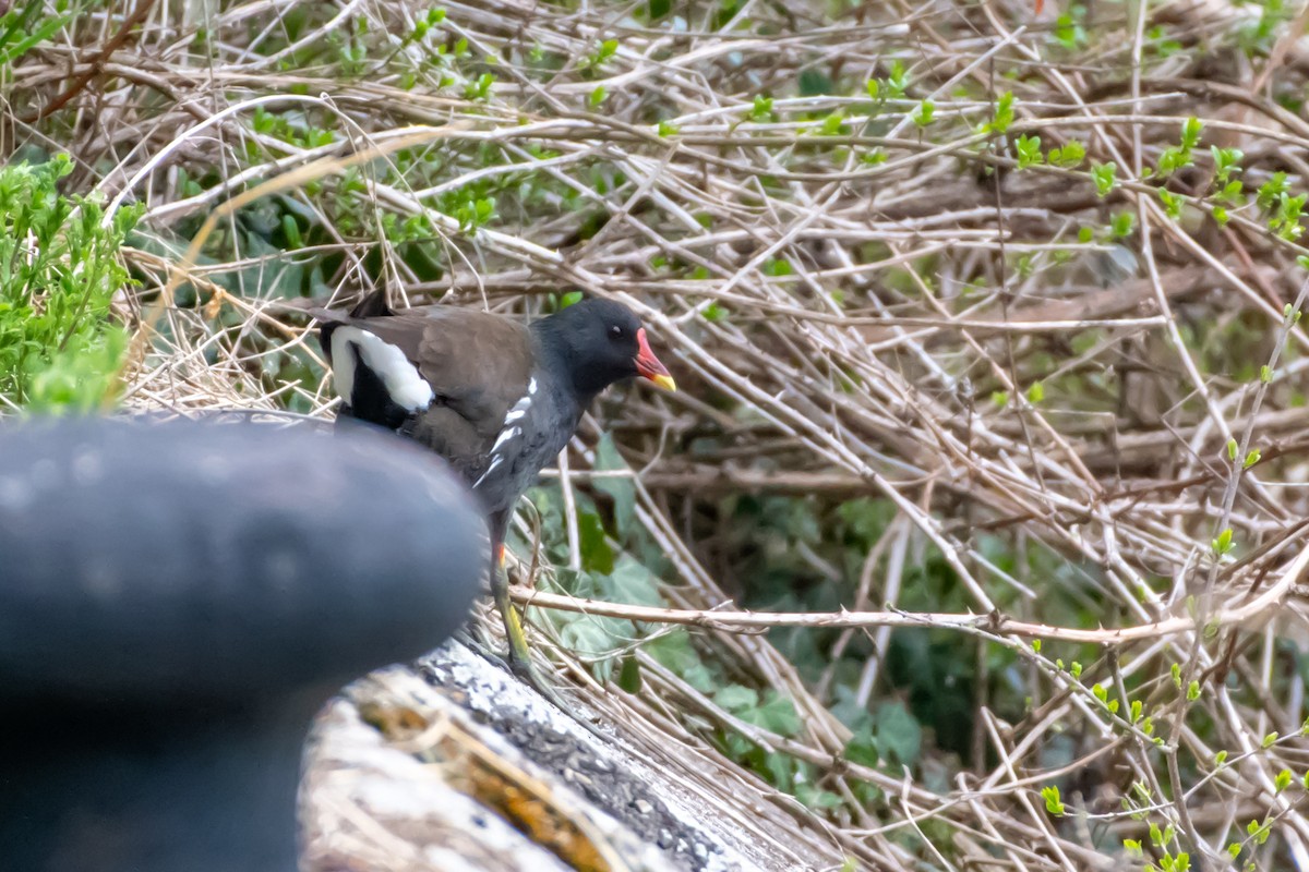 Eurasian Moorhen - ML548704111