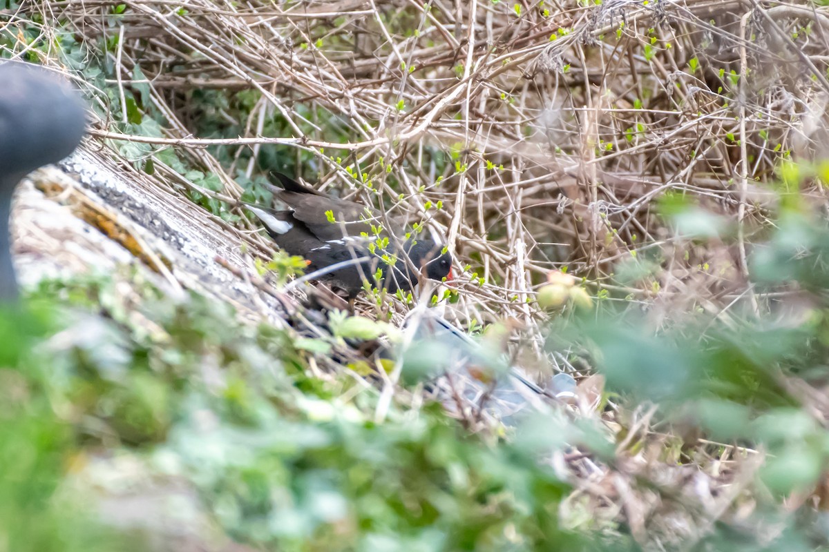 Eurasian Moorhen - ML548704121