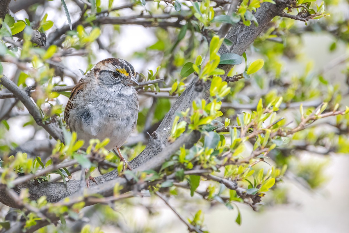 White-throated Sparrow - Alex Smilor
