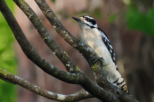 Downy Woodpecker - ML548706181