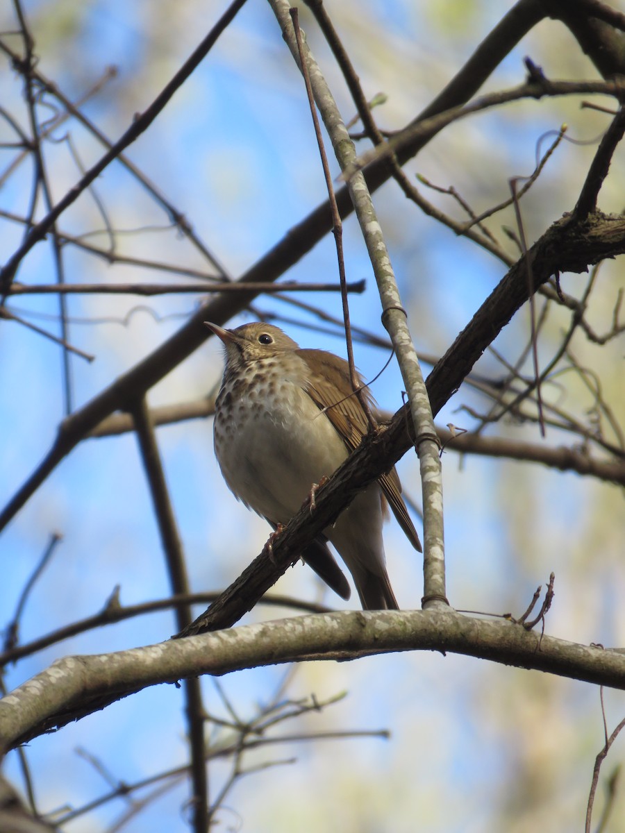 Hermit Thrush - ML548708551