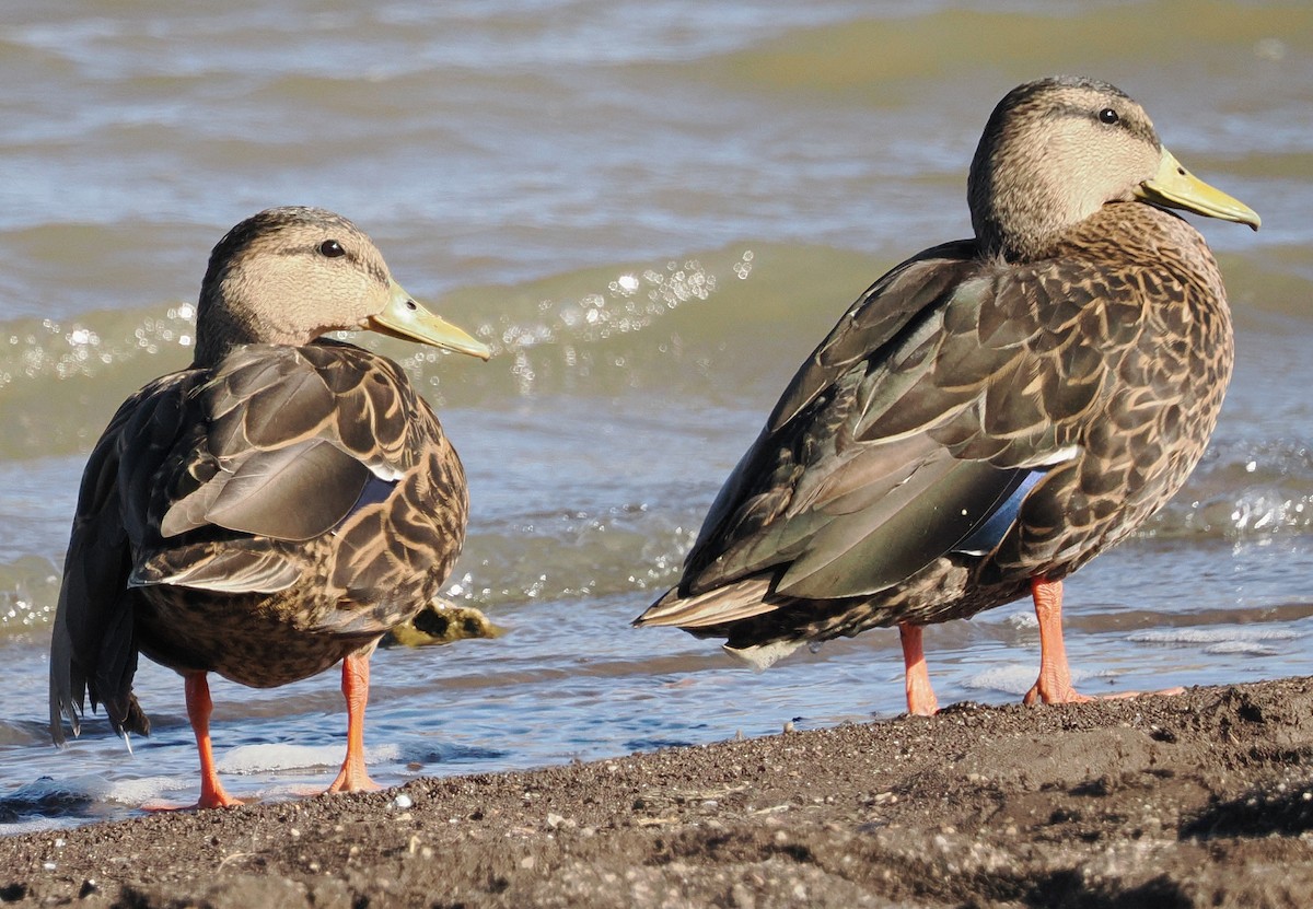 Canard du Mexique - ML548708921