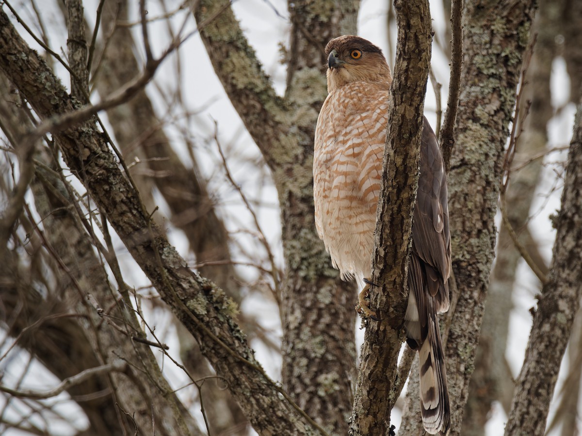 Cooper's Hawk - ML548709231