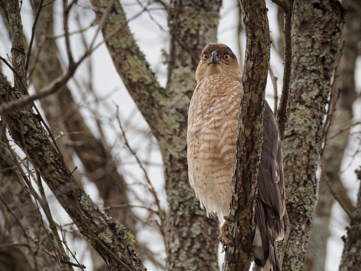 Cooper's Hawk - Terry Miller 🦅