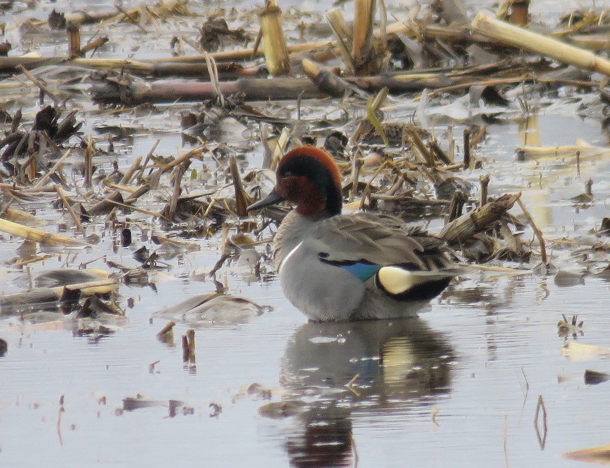 Green-winged Teal - ML548709431