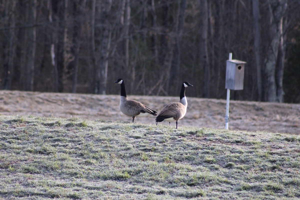 Canada Goose - ML548710251