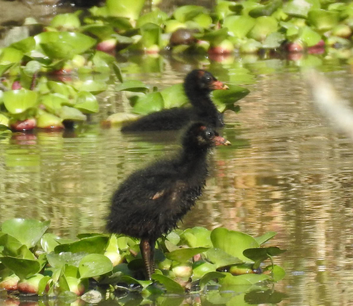 Eurasian Moorhen - ML54871051