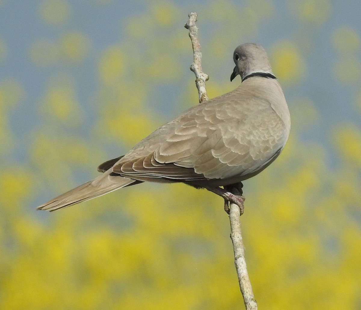 Eurasian Collared-Dove - ML54871271