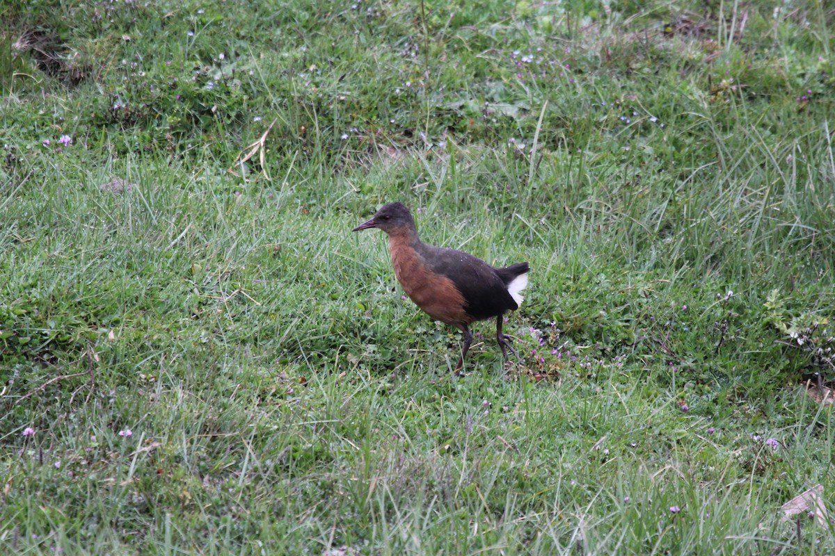 Rouget's Rail - Gareth James