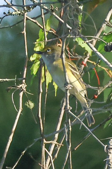 White-eyed Vireo - Glenn Mitchell