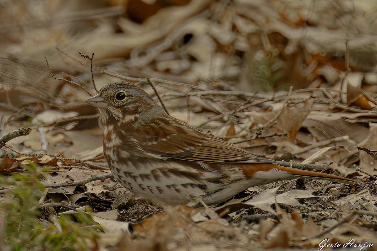 strnadec kaštanový - ML548714071