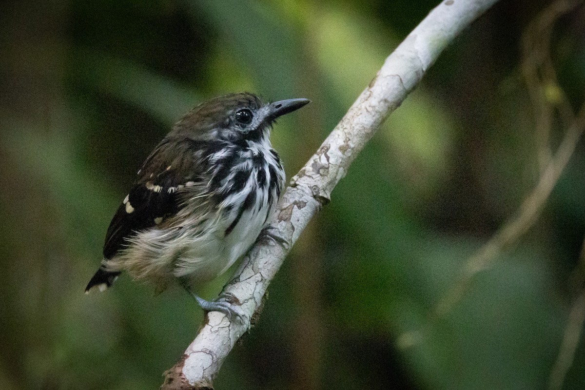 Dot-backed Antbird - ML548714161