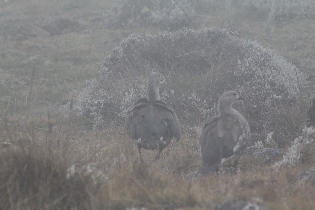 Blue-winged Goose - ML548714211