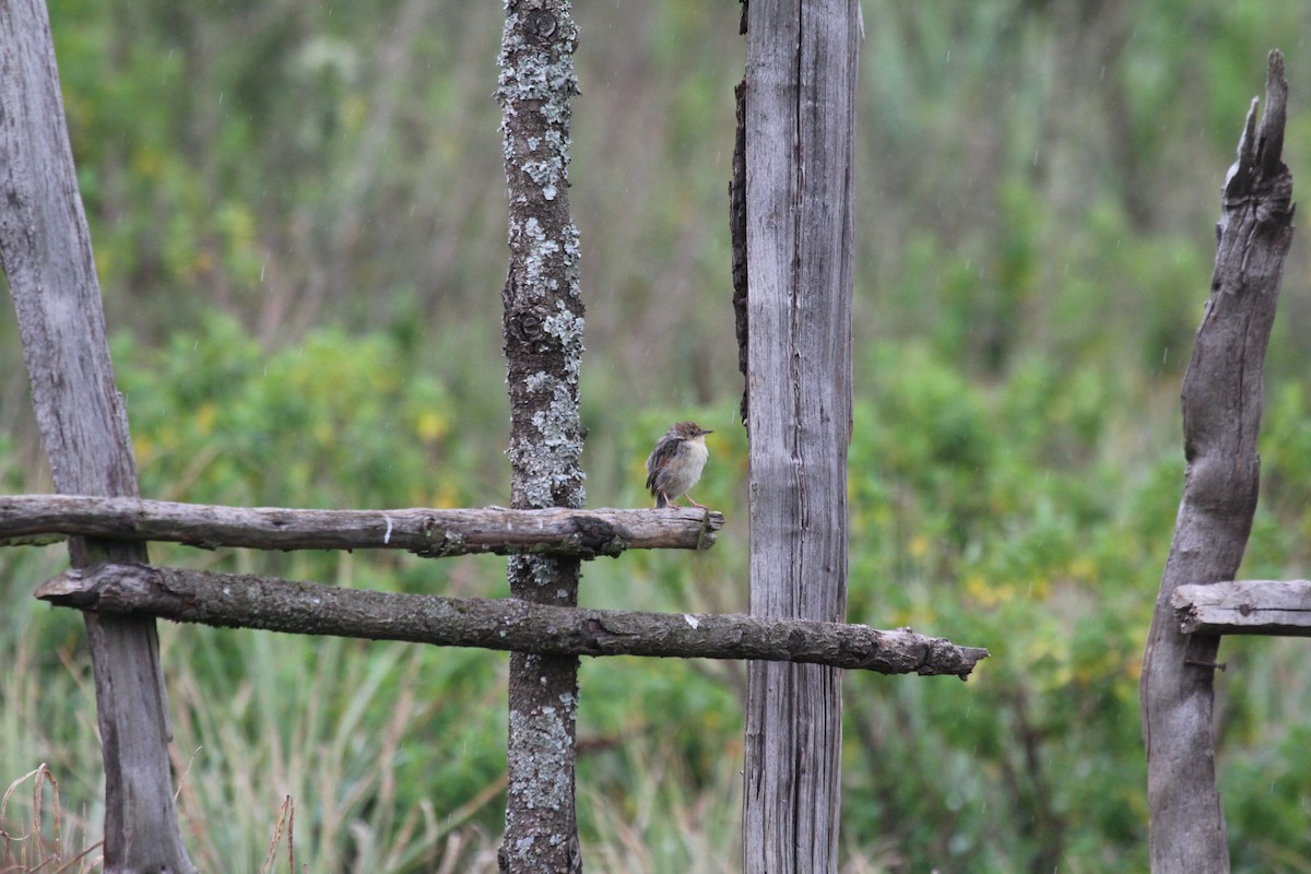 Ethiopian Cisticola - ML548714441