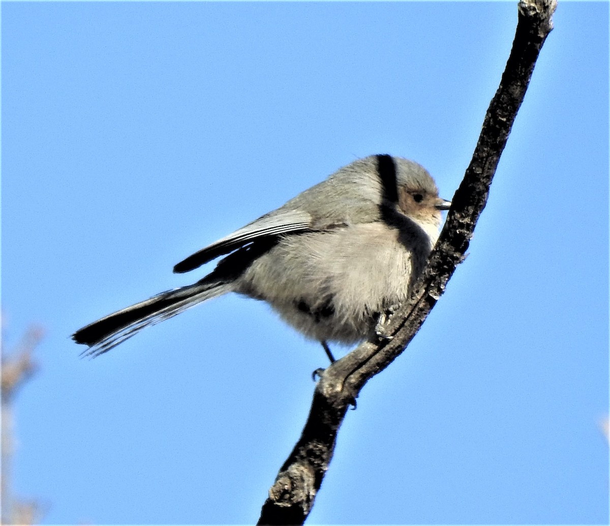 Bushtit - ML548714481