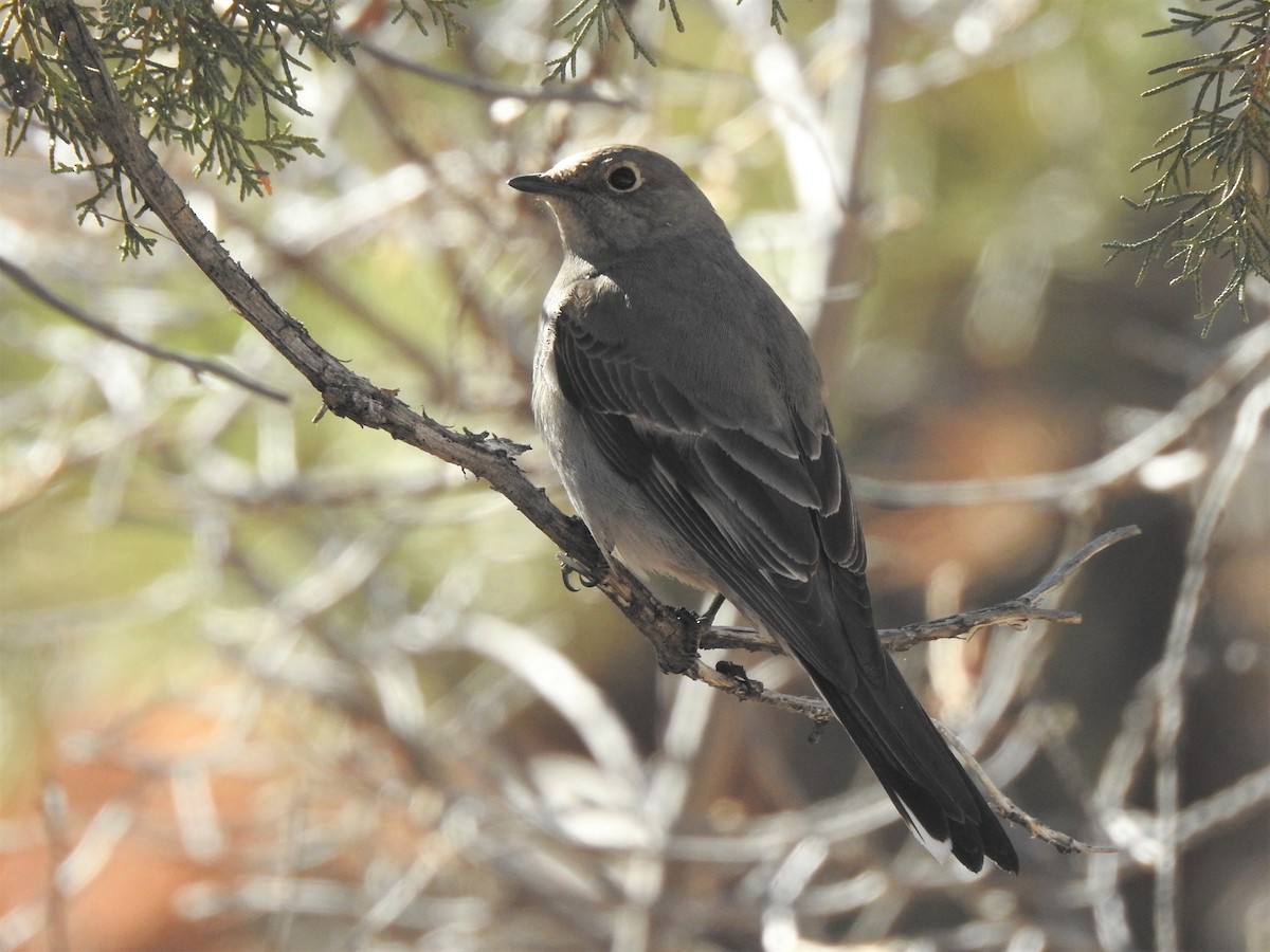 Townsend's Solitaire - ML548714551