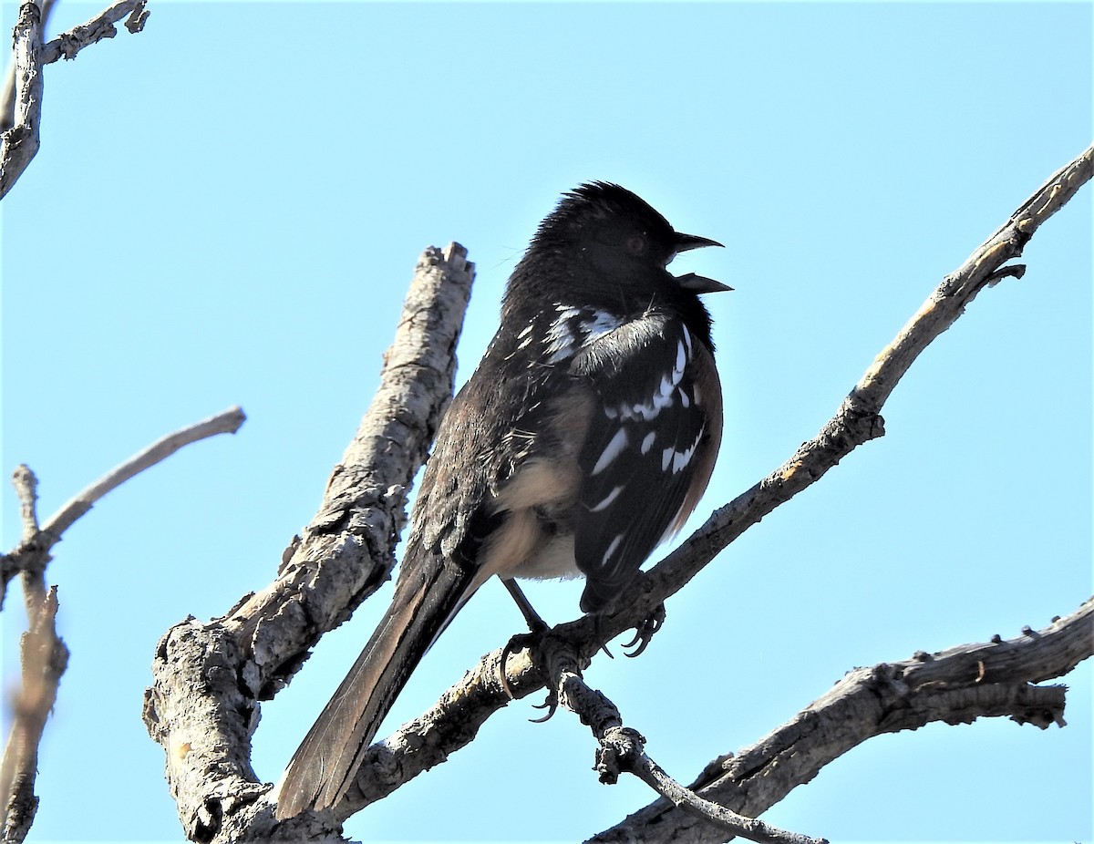 Spotted Towhee - ML548714621