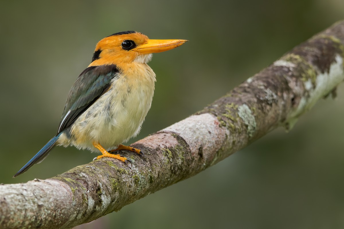 Yellow-billed Kingfisher - Dubi Shapiro