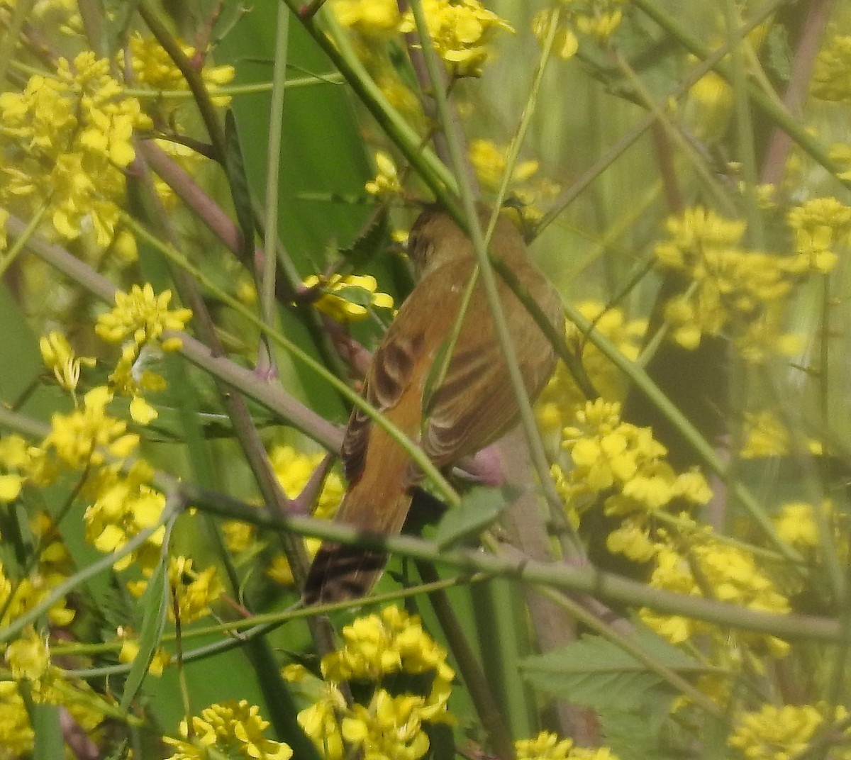 Common Reed Warbler (Common) - ML54871481