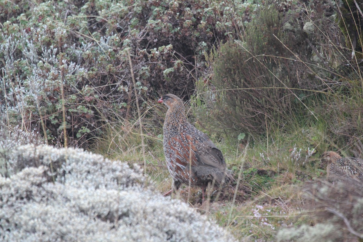 Francolin à cou roux (castaneicollis) - ML548715011