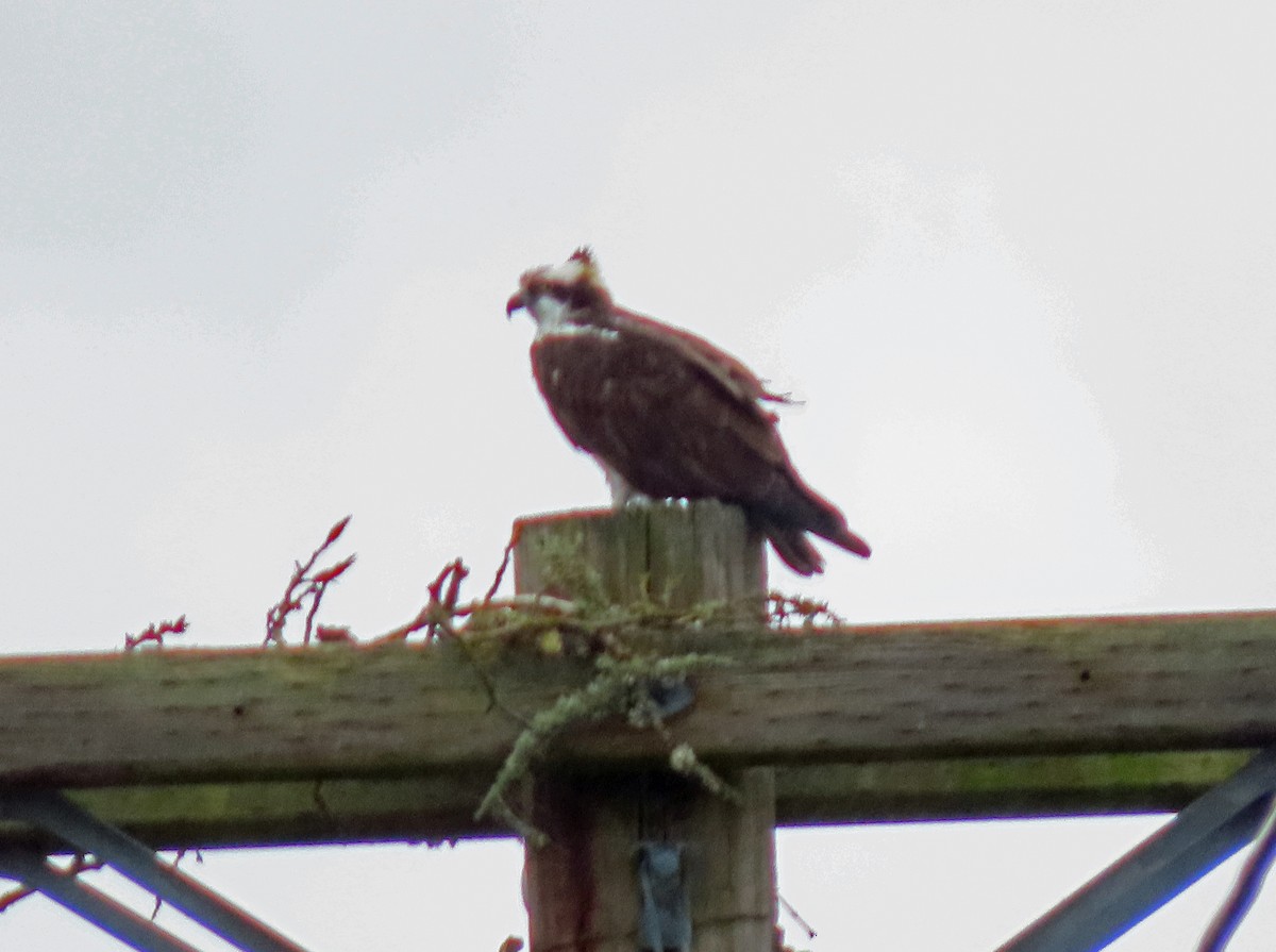 Balbuzard pêcheur - ML548715171