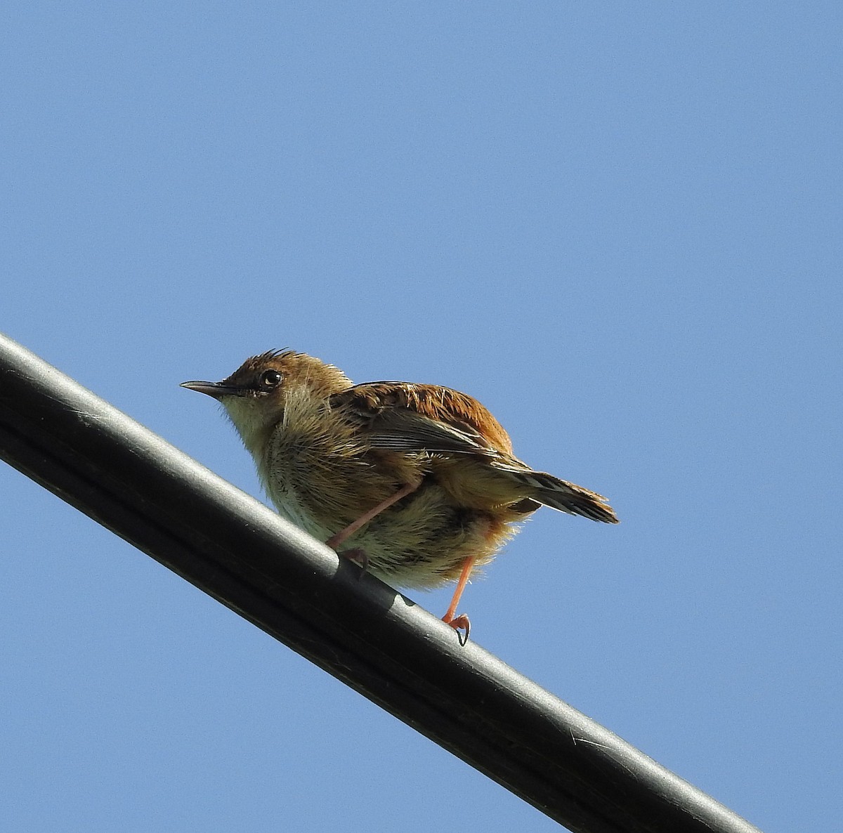 Zitting Cisticola - ML54871541