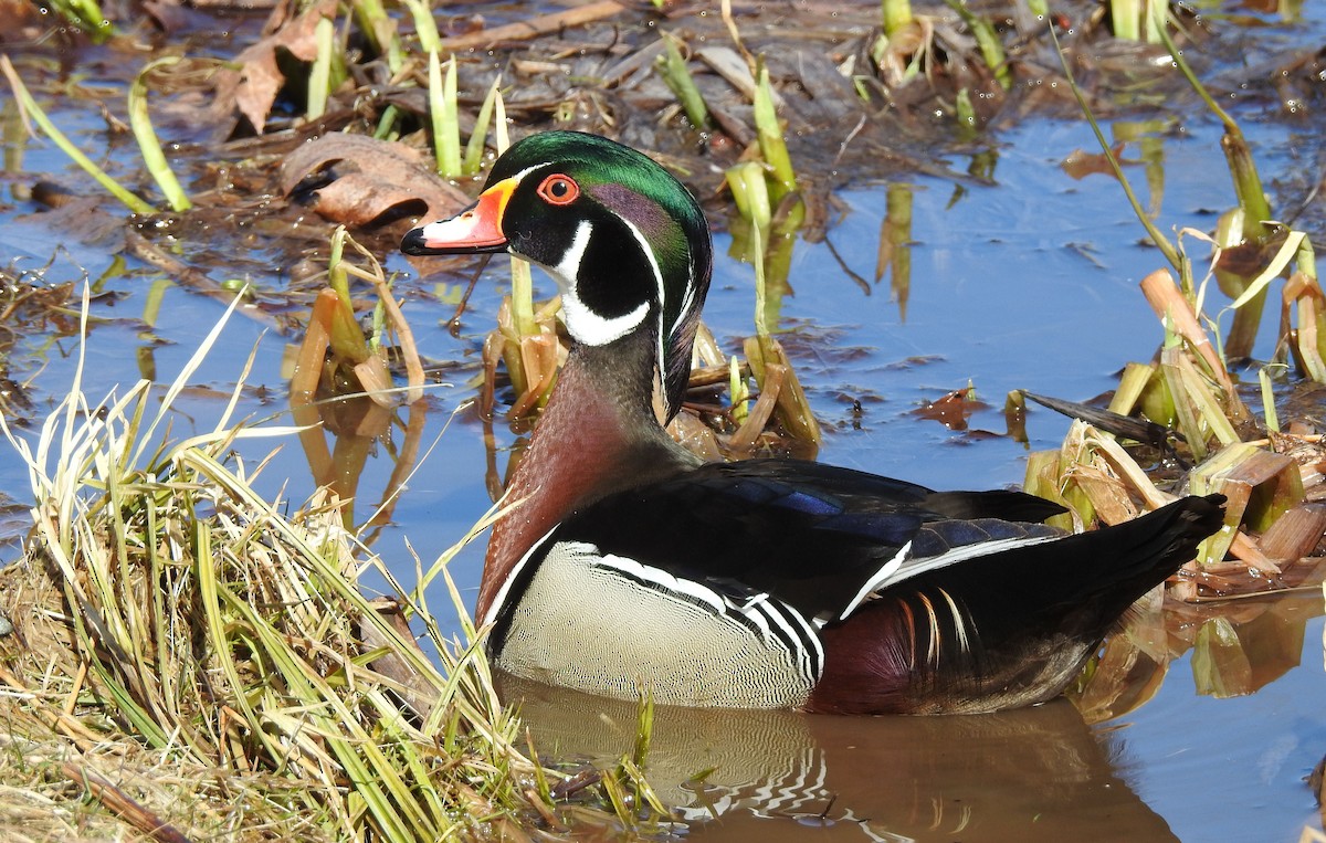 Wood Duck - ML548715781