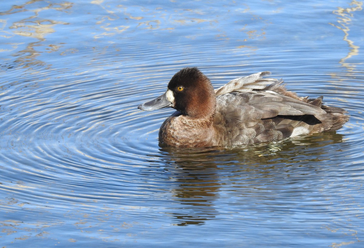 Lesser Scaup - ML548715941