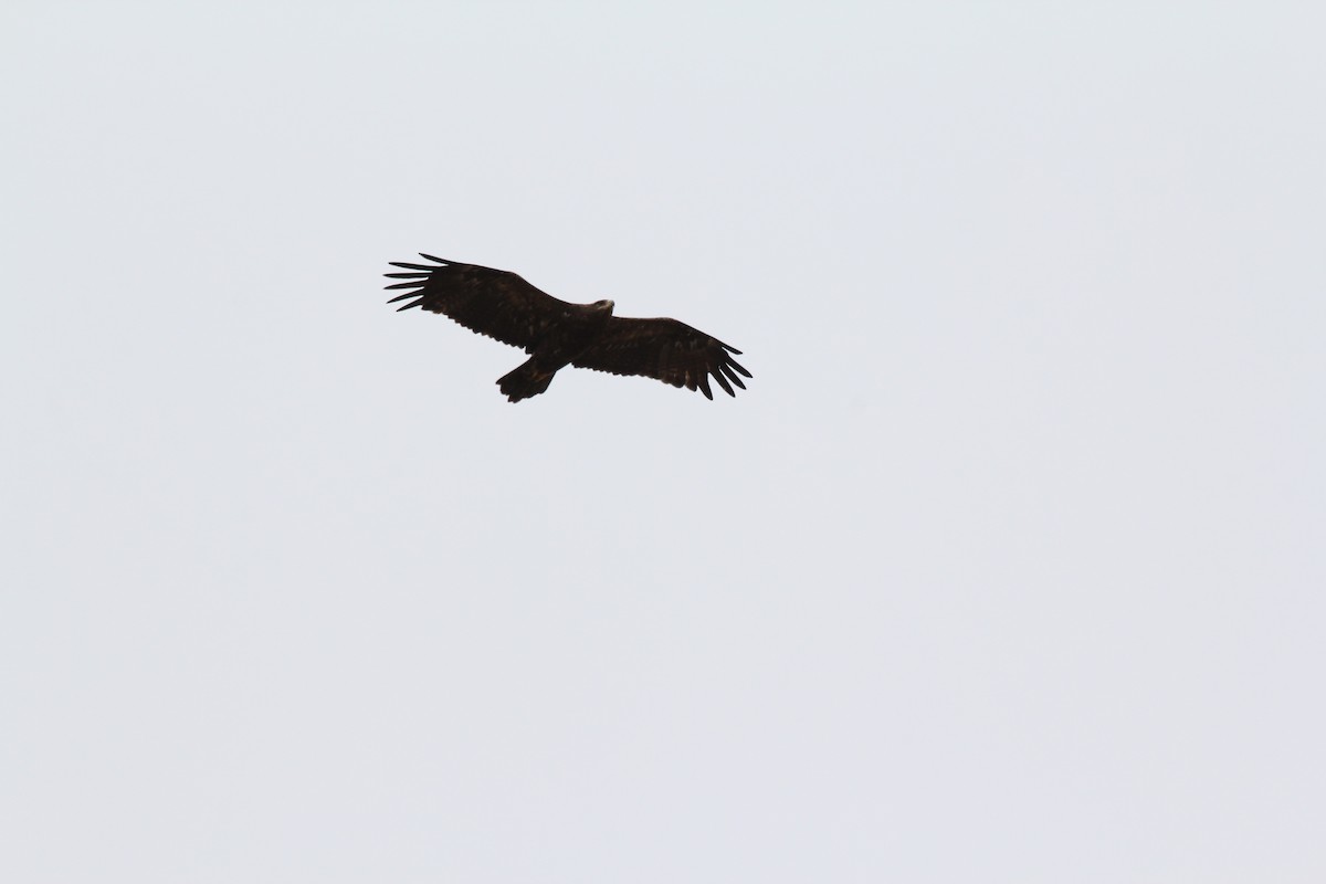 Steppe Eagle - ML548716371