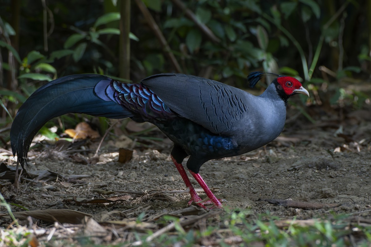 Siamese Fireback - Jeff Maw