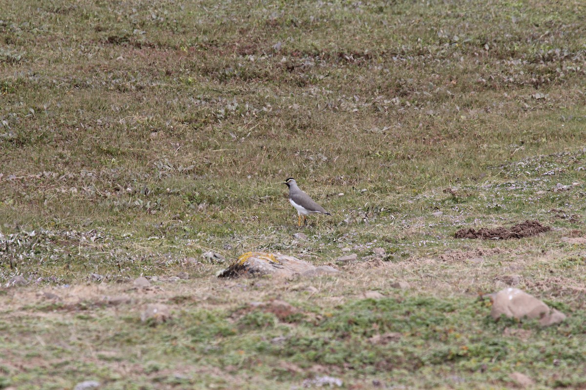 Spot-breasted Lapwing - ML548716531