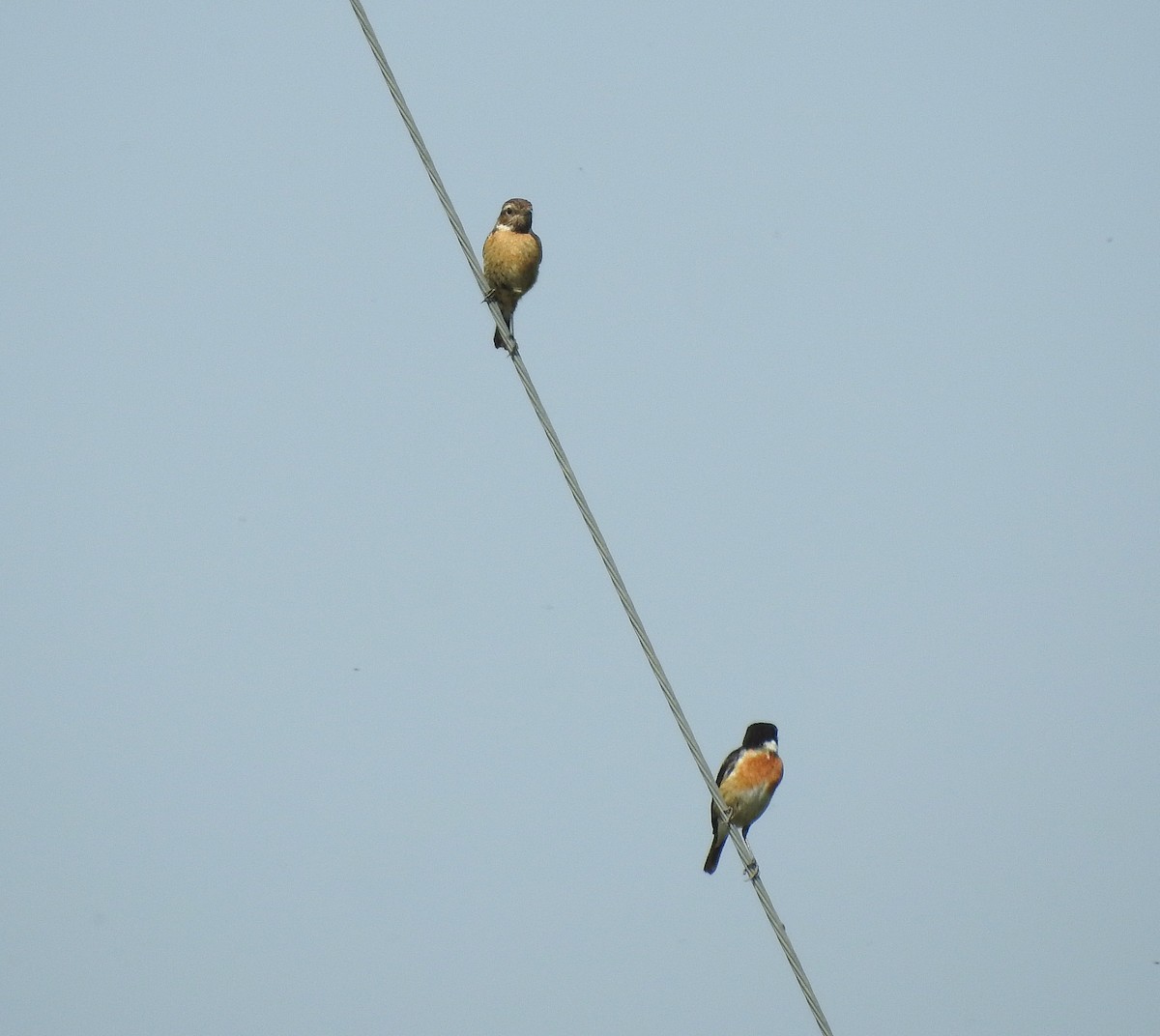 European Stonechat - Teresa Cohen