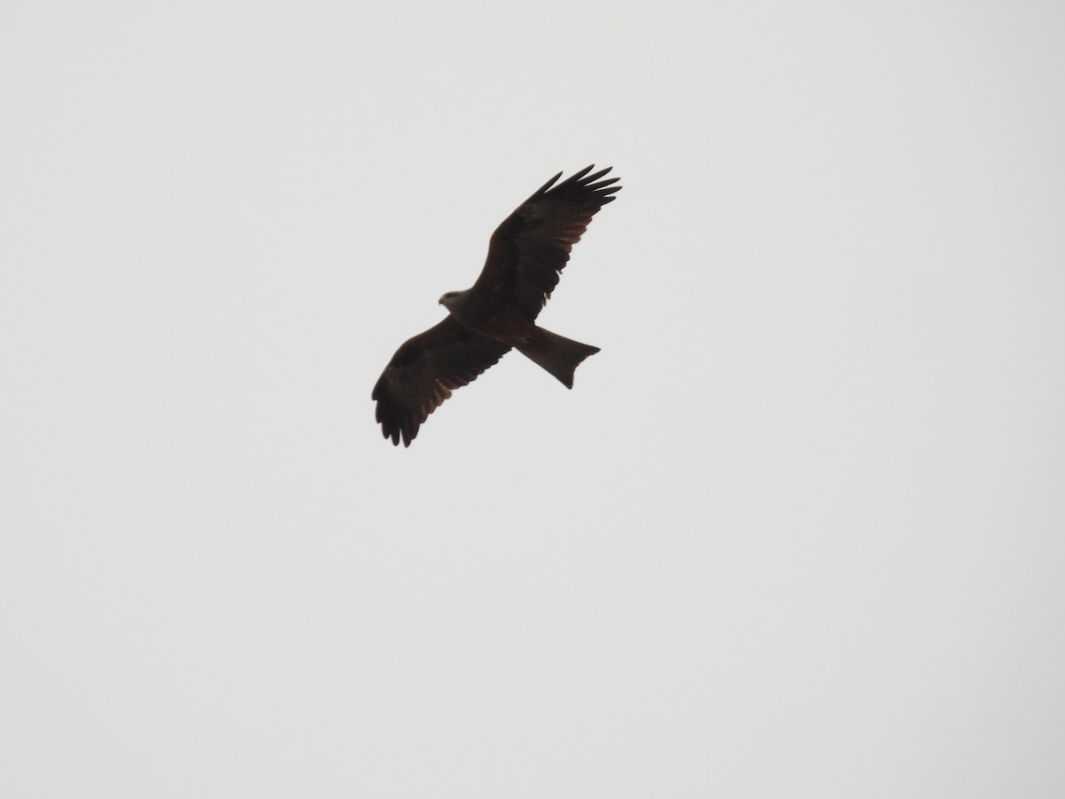 Black Kite - ML548716741
